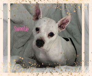 Chihuahua-Unknown Mix Dogs for adoption in Walnutport, PA, USA