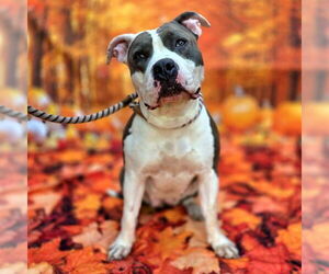 American Pit Bull Terrier Dogs for adoption in Long Beach, CA, USA
