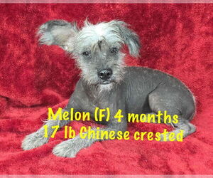 Mutt Dogs for adoption in pomfret, CT, USA