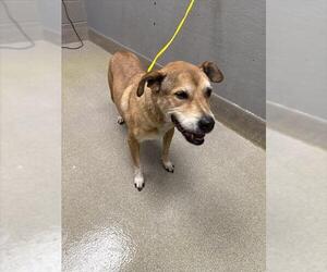 Shepradors Dogs for adoption in Las Vegas, NV, USA