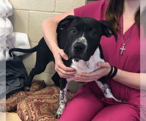 Boxer-Unknown Mix Dogs for adoption in Amarillo, TX, USA