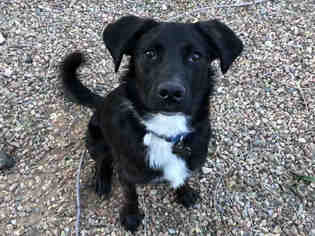 Medium Photo #1 Borador Puppy For Sale in Santa Fe, NM, USA