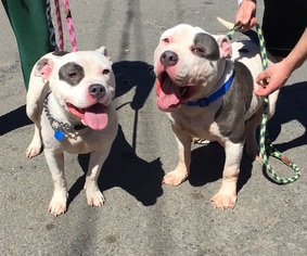 Small American Staffordshire Terrier-Bulldog Mix