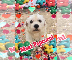 Mutt Dogs for adoption in Pipe Creek, TX, USA