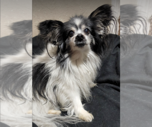 Papillon Dogs for adoption in Anchorage, AK, USA