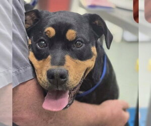 Rottweiler-Unknown Mix Dogs for adoption in Hillsboro, NH, USA