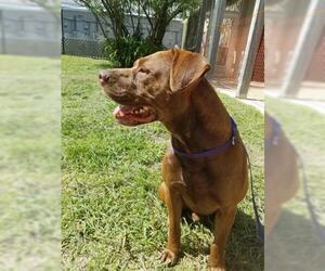 American Bulldog Dogs for adoption in Gainesville, FL, USA