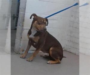 American Pit Bull Terrier-Unknown Mix Dogs for adoption in San Bernardino, CA, USA