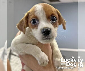 Labrador Retriever-Unknown Mix Dogs for adoption in Washington, DC, USA