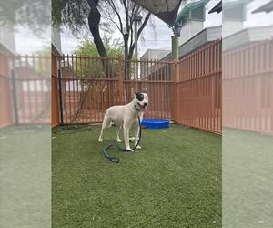 Mutt Dogs for adoption in Las Vegas, NV, USA