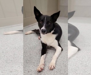 Border Collie Dogs for adoption in Highland, IL, USA