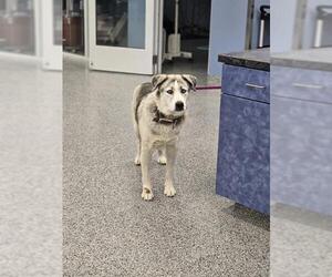 Alaskan Malamute-Unknown Mix Dogs for adoption in Palmetto, FL, USA