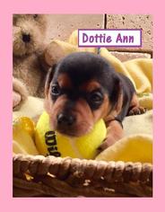 Toy Rat Doxie Dogs for adoption in Little Rock, AR, USA