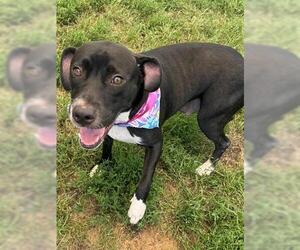 American Pit Bull Terrier-Labrador Retriever Mix Dogs for adoption in Tulsa, OK, USA