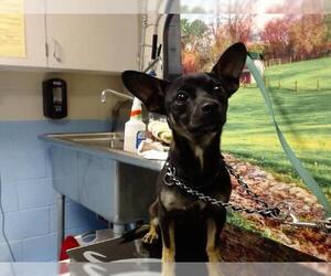 Chihuahua Dogs for adoption in Moreno Valley, CA, USA