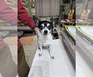 Chihuahua Dogs for adoption in Benton, LA, USA