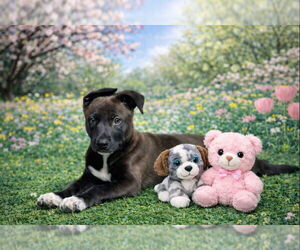 Siberian Husky-Unknown Mix Dogs for adoption in Sanford, FL, USA