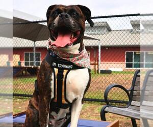 Boxer-Unknown Mix Dogs for adoption in San Antonio, TX, USA