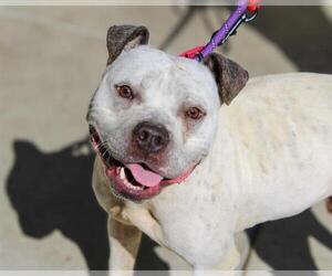 American Pit Bull Terrier Dogs for adoption in Martinez, CA, USA