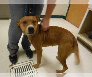 Bullboxer Pit Dogs for adoption in Oroville, CA, USA