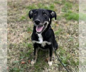 Border Collie-Unknown Mix Dogs for adoption in Modesto, CA, USA