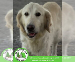 Golden Retriever Dogs for adoption in Stroudsburg, PA, USA