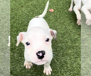 American Pit Bull Terrier-Unknown Mix Dogs for adoption in Dallas, TX, USA