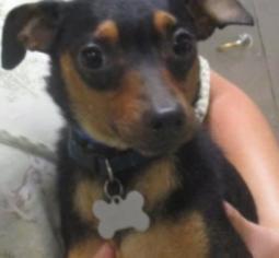 Miniature Pinscher Dogs for adoption in Riverside, CA, USA