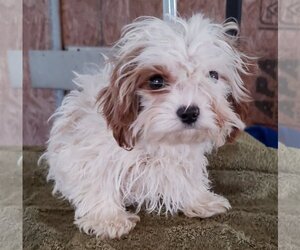 Cavapoo Dogs for adoption in Mountain View, MO, USA