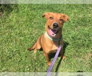 Labrador Retriever Dogs for adoption in tullahoma, TN, USA