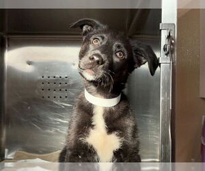 Shepradors Dogs for adoption in Rancho Cucamonga, CA, USA