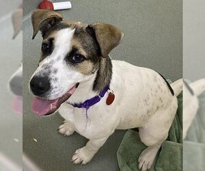 Labrador Retriever Dogs for adoption in Dedham, MA, USA