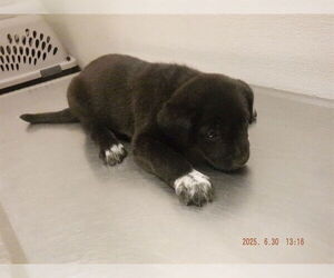 Australian Cattle Dog-Unknown Mix Dogs for adoption in Oroville, CA, USA
