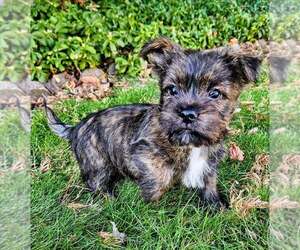 Cairn Terrier-Unknown Mix Dogs for adoption in Springdale, PA, USA