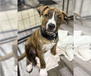 American Pit Bull Terrier-Unknown Mix Dogs for adoption in Lakewood, CO, USA