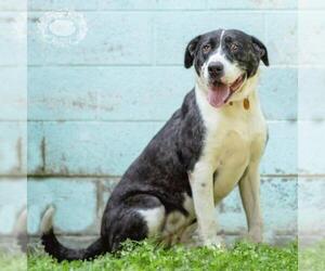 Small Catahoula Leopard Dog-Great Dane Mix