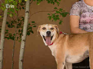 Medium Photo #1 Australian Cattle Dog-Unknown Mix Puppy For Sale in Santa Fe, NM, USA