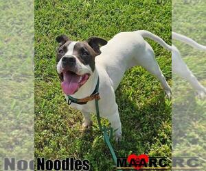 American Pit Bull Terrier-Unknown Mix Dogs for adoption in Maryville, TN, USA