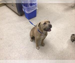 American Pit Bull Terrier-Unknown Mix Dogs for adoption in Riverside, CA, USA