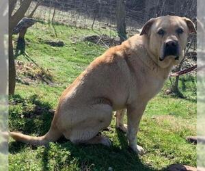 Chinese Shar-Pei Dogs for adoption in Rutledge, TN, USA