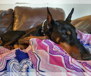 Doberman Pinscher Dogs for adoption in Minneaoplis, MN, USA