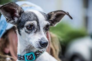 Chihuahua-Unknown Mix Dogs for adoption in Santa Rosa, CA, USA