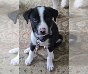 Bernese Mountain Dog-Labrador Retriever Mix Dogs for adoption in Greenbelt, MD, USA