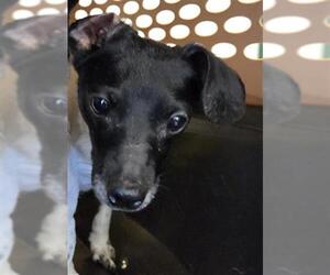 Rat Terrier-Unknown Mix Dogs for adoption in Bakersfield, CA, USA