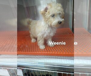 Poodle (Miniature) Dogs for adoption in New York, NY, USA