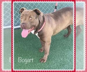 American Staffordshire Terrier Dogs for adoption in Decatur, GA, USA