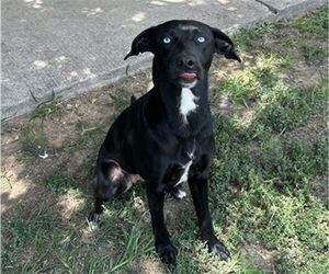 Labrador Retriever Dogs for adoption in Tulsa, OK, USA