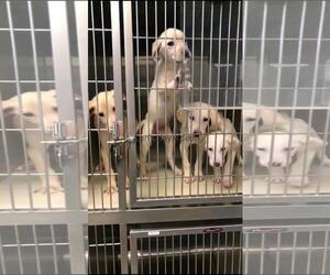 Lab-Pointer Dogs for adoption in Redding, CA, USA