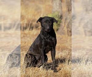 Labrador Retriever-Unknown Mix Dogs for adoption in Canyon Country, CA, USA