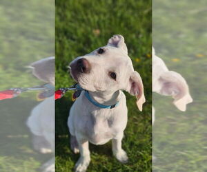 Labrador Retriever-Unknown Mix Dogs for adoption in Plymouth, MN, USA